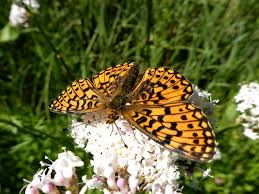 Attēlu rezultāti vaicājumam “Clossiana selene”