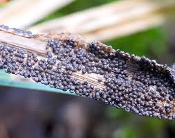 Attēlu rezultāti vaicājumam “Diderma subviridifuscum”