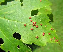 Attēlu rezultāti vaicājumam “Vasates quadripedes”