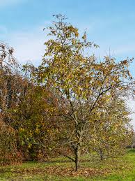 Attēlu rezultāti vaicājumam “Juglans regia”