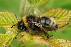Attēlu rezultāti vaicājumam “Psithyrus sylvestris”