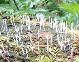 Attēlu rezultāti vaicājumam “Multiclavula mucida”