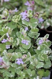 Attēlu rezultāti vaicājumam “Glechoma hederacea”