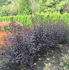 Attēlu rezultāti vaicājumam “Physocarpus opulifolius”