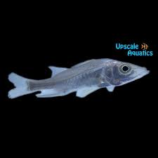 Image result for Centropomus undecimalis