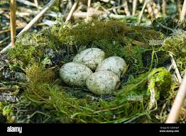 Attēlu rezultāti vaicājumam “Podiceps cristatus nest”