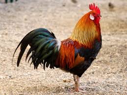 Attēlu rezultāti vaicājumam “Galliformes”