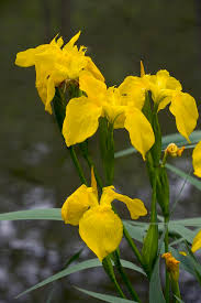 Attēlu rezultāti vaicājumam “Iris pseudacorus”