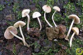 Attēlu rezultāti vaicājumam “Psathyrella pygmaea”