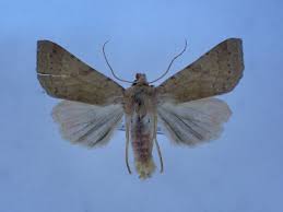 Attēlu rezultāti vaicājumam “Agrochola helvola”