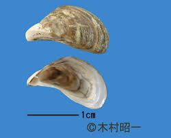 Attēlu rezultāti vaicājumam “Dreissena polymorpha”