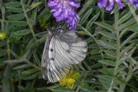 Attēlu rezultāti vaicājumam “Parnassius mnemosyne underside”