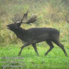 Attēlu rezultāti vaicājumam “Dama dama”