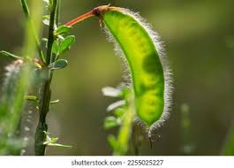 Attēlu rezultāti vaicājumam “Cytisus scoparius fruit”