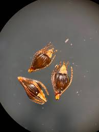 Attēlu rezultāti vaicājumam “Eleocharis uniglumis fruit”