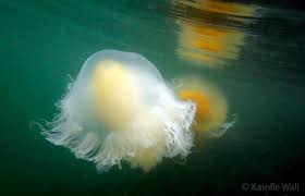 Image result for Phacellophora camtschatica