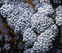 Attēlu rezultāti vaicājumam “Badhamia bethelii stalked”