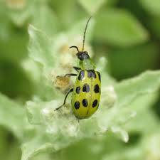 Attēlu rezultāti vaicājumam “Chrysomelidae”