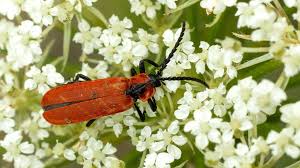 Attēlu rezultāti vaicājumam “Lygistopterus sanguineus”