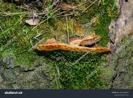 Attēlu rezultāti vaicājumam “Phellinus robustus”
