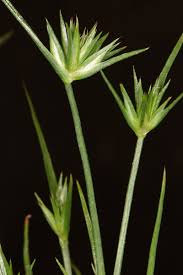 Attēlu rezultāti vaicājumam “Juncus capitatus fruit”