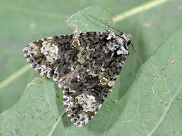 Attēlu rezultāti vaicājumam “Craniophora ligustri”