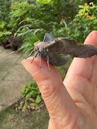 Attēlu rezultāti vaicājumam “Laothoe populi”