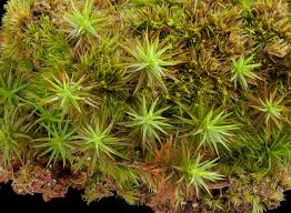 Attēlu rezultāti vaicājumam “Dicranum flagellare”