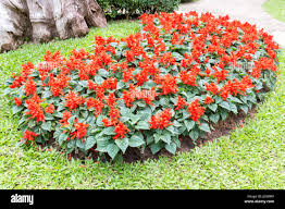 Image result for Salvia splendens