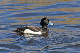 Attēlu rezultāti vaicājumam “Aythya fuligula male”