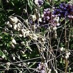 Attēlu rezultāti vaicājumam “Briza media fruit”