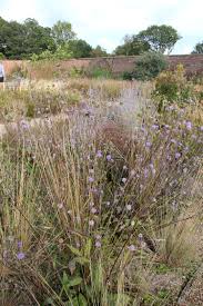 Image result for Succisa pratensis