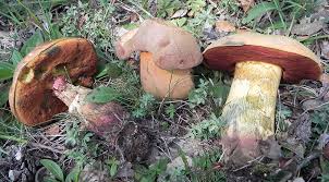 Attēlu rezultāti vaicājumam “Boletus luridus”