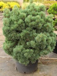 Attēlu rezultāti vaicājumam “Pinus sylvestris”