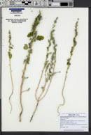 Attēlu rezultāti vaicājumam “Chenopodium acerifolium”