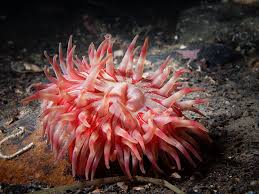 Attēlu rezultāti vaicājumam “Urocystis anemones”