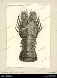 Image result for Scyllarides latus