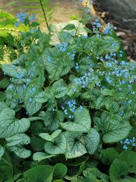 Image result for Brunnera `Jack Frost`