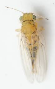 Attēlu rezultāti vaicājumam “Sternorrhyncha”