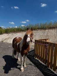 Image result for Bookham Riding School