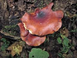 Attēlu rezultāti vaicājumam “Polyporus badius”