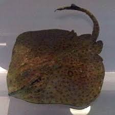 Image result for Raja polystigma