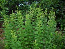Attēlu rezultāti vaicājumam “Solidago virgaurea leaf”
