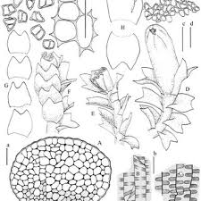 Attēlu rezultāti vaicājumam “Lophozia ascendens”