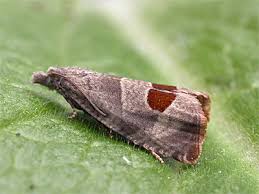 Attēlu rezultāti vaicājumam “Notocelia uddmanniana”