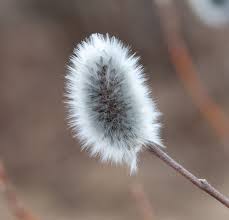 Attēlu rezultāti vaicājumam “Salix lapponum”