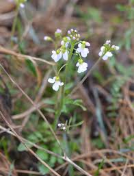 Attēlu rezultāti vaicājumam “Cardaminopsis arenosa fruit”