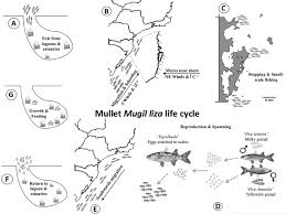 Image result for Mugil liza