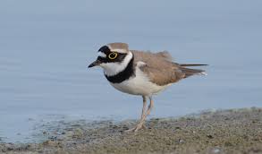 Attēlu rezultāti vaicājumam “Charadrius dubius adult”
