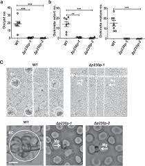 Attēlu rezultāti vaicājumam “Oligonema favogineum plasmodium”